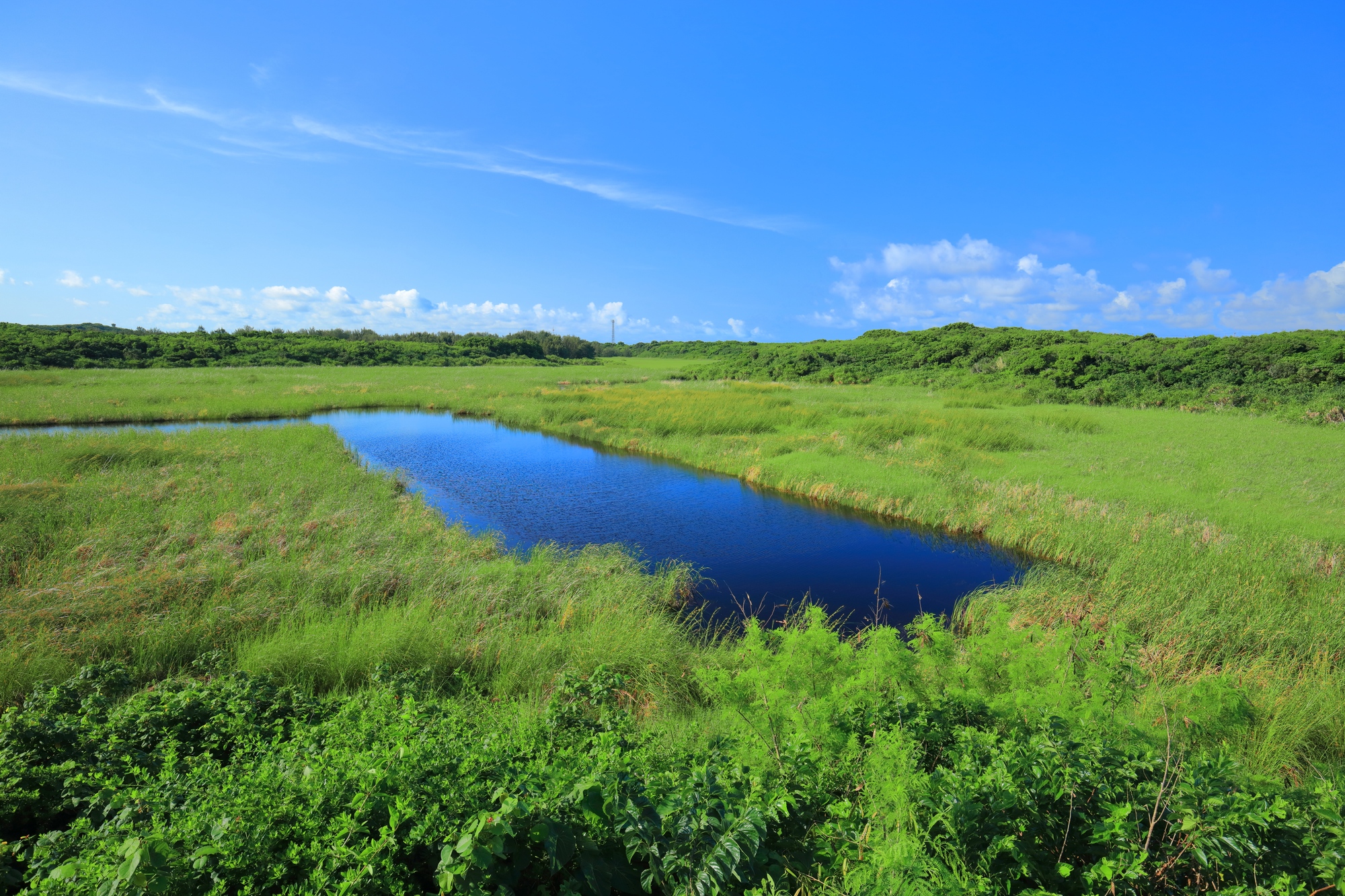 池間湿原｜沖縄県最大の湿原・渡り鳥・バードウォッチング完全ガイド